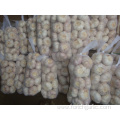 Normal white garlic packed in 1kg 10bags carton